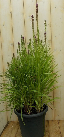 Kattenstaar Liatris wit