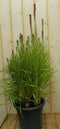 Kattenstaar Liatris wit