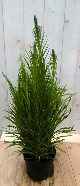 Kattestaart Liatris 50 cm