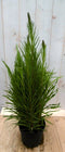 Kattestaart Liatris 50 cm