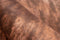 Kayoom Western 130 x 170 cm Vloerkleed Lichtbruin