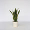 Plant in a Box - Sansevieria Laurentii - Makkelijke Kamerplant - Vrouwentong - Pot 17cm - Hoogte 60-70cm