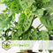 Plant in a Box - Monstera Monkey Mask - Mosstok - Rimpelgatenplant - Groene kamerplant - Pot 16cm - Hoogte 60-70cm