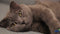 Savic Hop In Giant - Kattenbak Giant - Instap Boven - Mokka/Wit - 74 x 49,7 x 43 cm