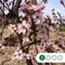 Sierpruim als leiboom Prunus cerasifera Nigra h 340 cm st. omtrek 1...