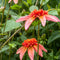 Plant in a Box - Dahlia 'Totally Tangerine' - set van 3 - zomerbloeiers - dahliaknollen - tuinbloemen - Oranje/Roze