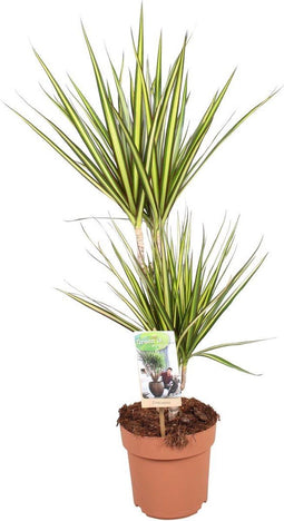 Goed & Groen - Dracaena marginata 'Sunray' - ↨ 70cm - Potmaat 17 - Exclusieve Kwaliteit Planten - Kamer Plant - Kamerplanten - Sfeer - Interieur