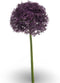 Allium giant spray purple 90 cm Emerald