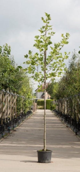 Tulpenboom | Liriodendron tulipifera 10-14 cm | Bomenbezorgd.nl