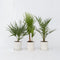 Plant in a Box - Buiten Palmbomen Mix - Mix van 3 planten - Pot 15cm - Hoogte 50-70cm