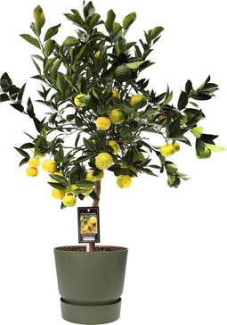 Citrus Pursha in ELHO outdoor sierpot Greenville Rond (groen) ↨ 85cm - hoge kwaliteit planten