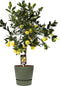 Citrus Pursha in ELHO outdoor sierpot Greenville Rond (groen) ↨ 85cm - hoge kwaliteit planten