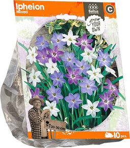 Ipheion Mixed (Sp) per 10