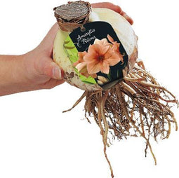 Amaryllis Rilona (Steeketiket)