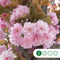 Japanse sierkers leiboom 180 cm | Prunus serrulata 6-10 cm 180 cm| Bomenbezorgd.nl