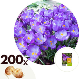 Plant in a Box - Krokus 'Ruby Giant' - Set van 200 Krokusbollen - Bloembollen voorjaar - Boerenkrokus - winterhard