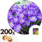 Plant in a Box - Krokus 'Ruby Giant' - Set van 200 Krokusbollen - Bloembollen voorjaar - Boerenkrokus - winterhard