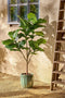 Mica Decorations Ficus Lyrata Kunstplant in Pot - H150 x Ø50 cm - Groen