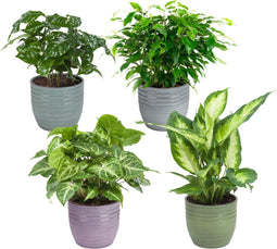 Combibox kamerplanten in Bergamo keramiek – ↨ 25cm – ⌀ 12cm
