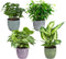 Combibox kamerplanten in Bergamo keramiek – ↨ 25cm – ⌀ 12cm
