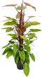 Philodendron ‘Painted Lady’ (mosstok) ↨ 120cm - hoge kwaliteit planten