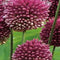 3 stuks - JUB - Allium sphaerocephalon 80 bollen