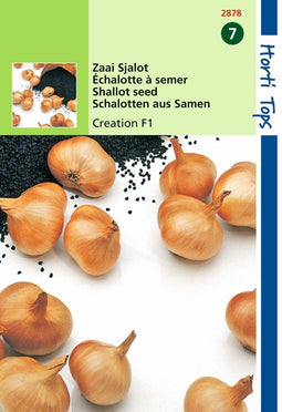 2 stuks - Hortitops - Sjalot Bonilla vhCreation F1