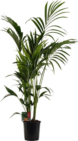 Kentia Palm