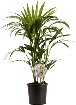 Kentia Palm
