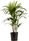 Kentia Palm