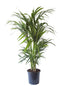 Kentia Palm