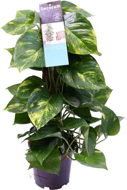 Decorum Scindapsus Mosstok 50 cm - Kap Scindapsus - Groene plant- Hoogte 50 cm