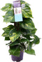 Decorum Scindapsus Mosstok 50 cm - Kap Scindapsus - Groene plant- Hoogte 50 cm