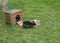 Kerbl Konijnenhuisje - Outdoor