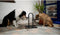 Kerbl Voerbakken met standaard - verstelbaar - 2 x 2800ml