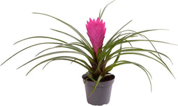 Kerst - Tillandsia Cyanea - ↨ 15cm - Potmaat 6 - Exclusieve Kwaliteit Planten - Kamer Plant - Kamerplanten - Sfeer - Interieur