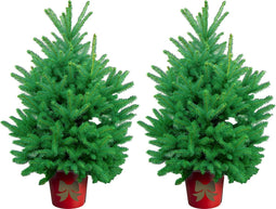 Kerstboom-Blauw spar - 2 NEXT DOOR - met rode Emmer en verlichting - 150-170 cm
