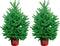 Kerstboom-Blauw spar - 2 NEXT DOOR - met rode Emmer en verlichting - 150-170 cm