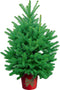 Kerstboom-Blauw spar - 2 NEXT DOOR - met rode Emmer en verlichting - 150-170 cm