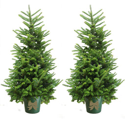 Kerstboom-Fraseri - 2 NEXT DOOR - met Emmer en verlichting - 150-170 cm
