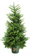 Kerstboom-Fraseri - 2 NEXT DOOR - met Emmer en verlichting - 150-170 cm