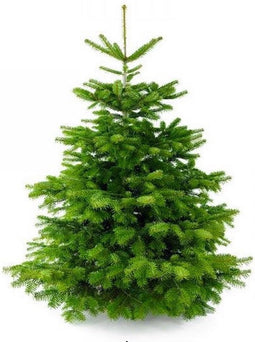 Kerstboom-Fraseri Abies - 160/180 cm