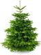Kerstboom-Fraseri Abies - 160/180 cm