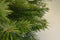 Kerstboom-Fraseri Abies - 160/180 cm