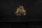 Kerstboom LED Dorion S zwart
