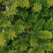 Kerstboom - Nordmann Excellent - 175-200CM - in pot