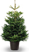 Kerstboom - Nordmann Excellent - 175-200CM - in pot