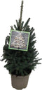 Kerstboom Picea glauca Super Green ↨ 70cm - hoge kwaliteit planten