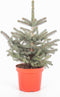 Kerstboom Picea pungens Super Blue ↨ 75cm - hoge kwaliteit planten