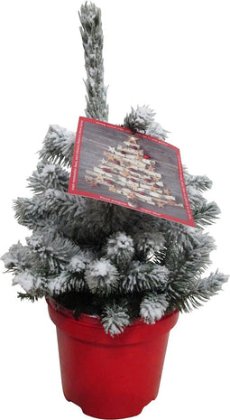 Kerstboom Picea sneeuw ↨ 50cm - hoge kwaliteit planten